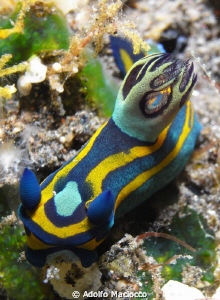 Colorfull beauty!! by Adolfo Maciocco 
